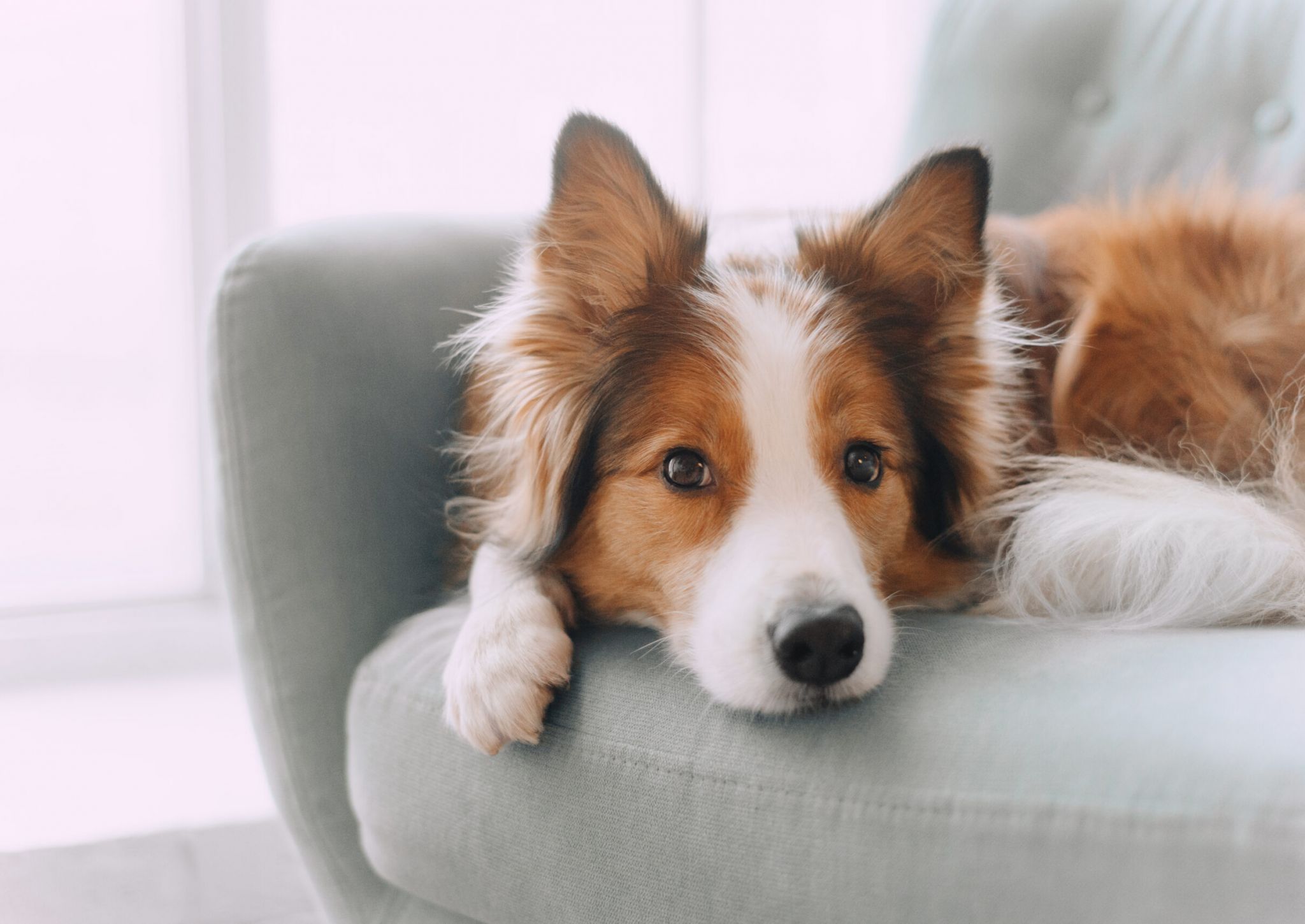 A brown and white dog lies on a light blue chair, resting its head and looking calmly at the camera.